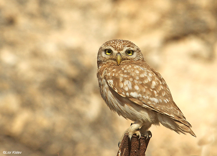      Little Owl Athene noctua  ,Wadi Meytzar ,Golan ,Israel 30-05-11.Lior  Kislev                                                 